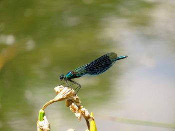 High angle view of insect on plant stem