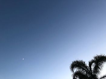 Low angle view of trees against clear blue sky