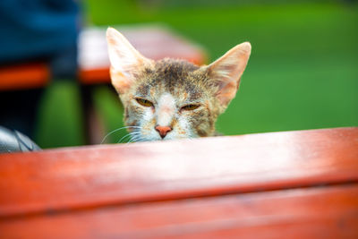 Portrait of cat by table