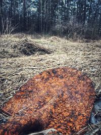 Close-up of fresh field in forest