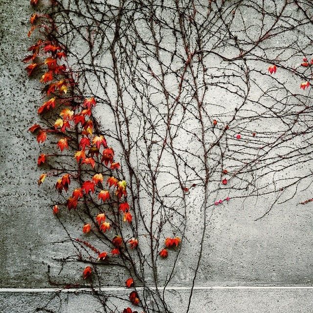 red, branch, tree, autumn, bare tree, leaf, season, change, day, wall - building feature, nature, growth, no people, twig, outdoors, orange color, close-up, plant, high angle view, built structure