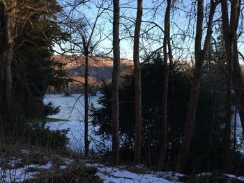 Trees on snow covered lake