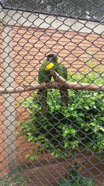 Close-up of lizard on chainlink fence