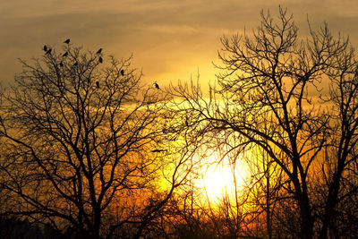 Low angle view of silhouette bare trees against sky during sunset