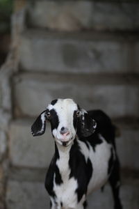 Portrait of cow standing outdoors