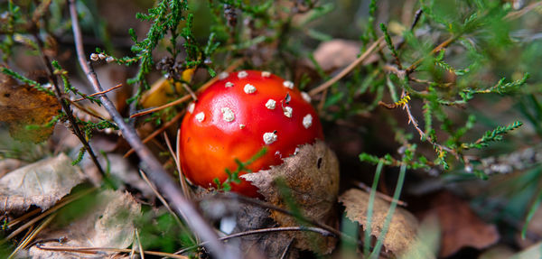 Close-up of fly agaric mushroom growing on plant