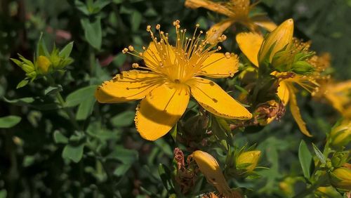 Close-up of yellow flowers