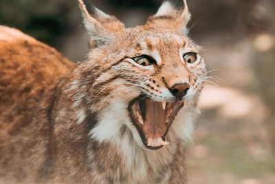 Close-up portrait of lion