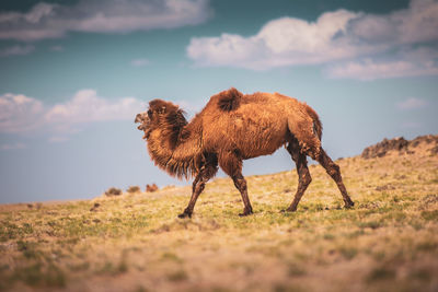 Camel going through the sand dunes on sunrise, gobi desert mongolia.