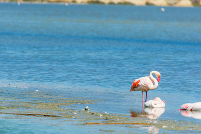 View of birds drinking water from beach