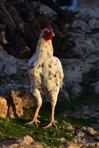 Duck on rock