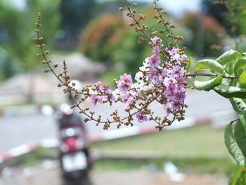 Close-up of flowers on tree