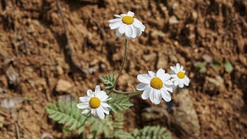 Close-up of white daisy flowers