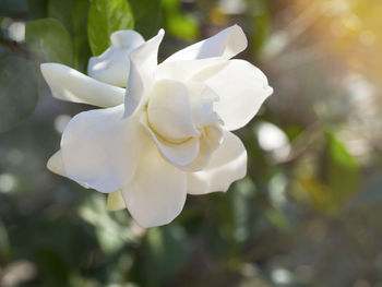 Close-up of white rose flower