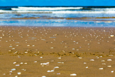 Close-up of sea shore