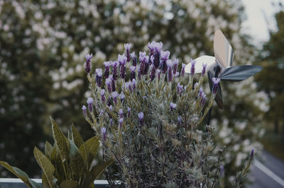 Close-up of white flowering plant