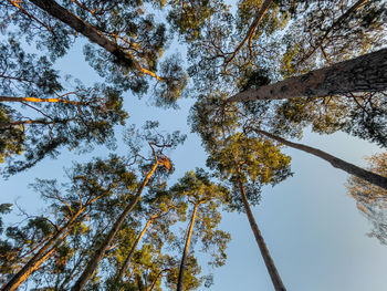 Low angle view of trees against sky