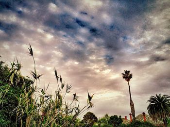 Low angle view of trees against cloudy sky