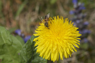 Close-up of insect on yellow flower