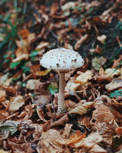 Close-up of mushroom growing in forest