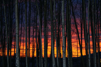 Pine trees in forest at sunset