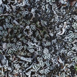 Full frame shot of snow on plant