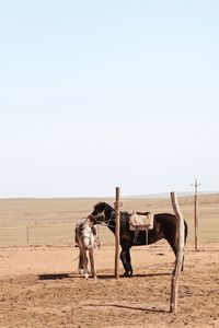 Horse cart in desert against sky
