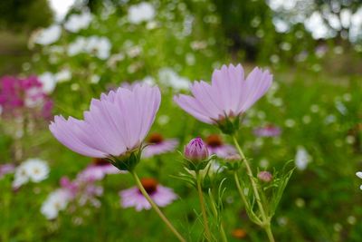 Close-up of pink flowering plant on field