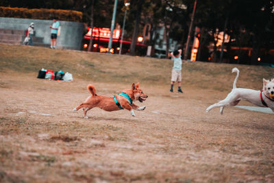 Dogs playing with dog running at park