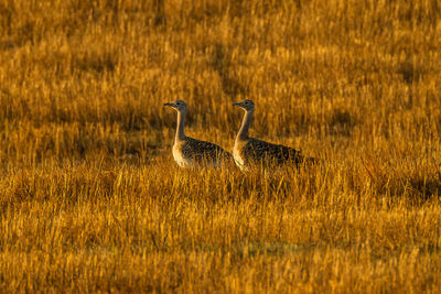 Birds perching on grassy land at sunset