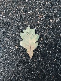 High angle view of maple leaf on road