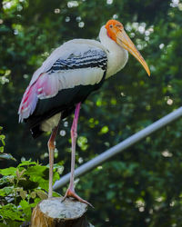 Close-up of bird perching on a branch