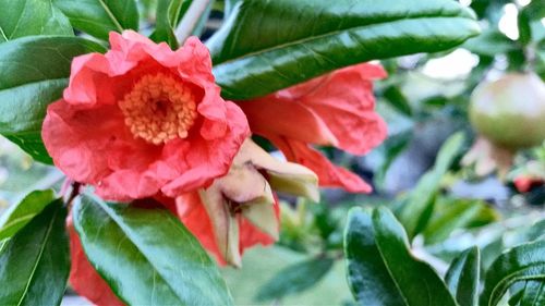 Close-up of red flowers
