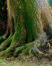 Moss growing on tree trunk