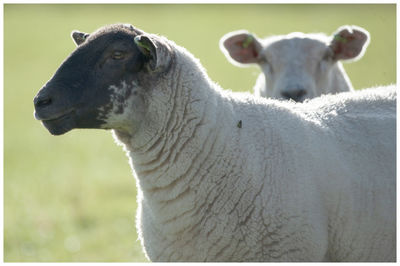 Close-up of sheep