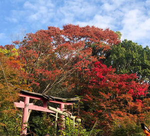 Red flowering plants in park against sky during autumn