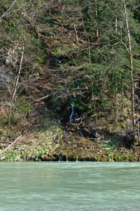 Scenic view of river in forest