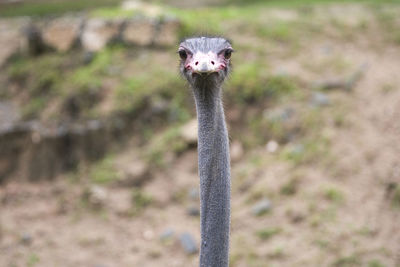 Portrait of ostrich against field