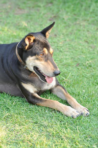 Dog looking away on field