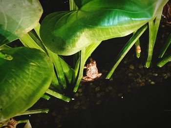 Close-up of insect on plant