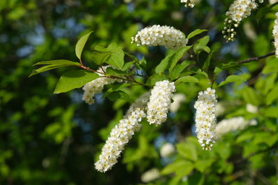 Close-up of flowering plant