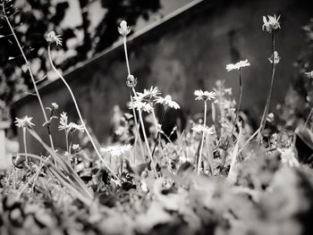 Close-up of wildflowers