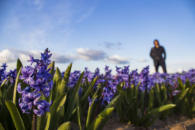 Close-up of purple flowering plants on field