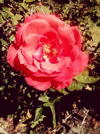 Close-up of pink rose