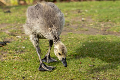 Full length of young bird on field