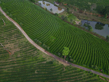 agriculture