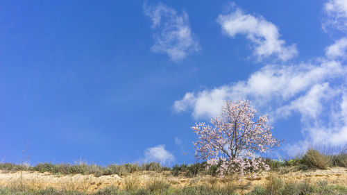 Tree on field against sky