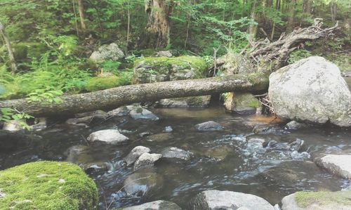 Stream flowing through forest