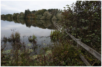 Scenic view of lake in forest against sky