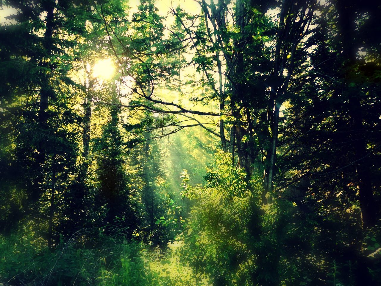 tree, sun, growth, water, beauty in nature, tranquility, nature, sunlight, lens flare, sunbeam, tranquil scene, branch, scenics, green color, reflection, idyllic, forest, no people, outdoors, plant